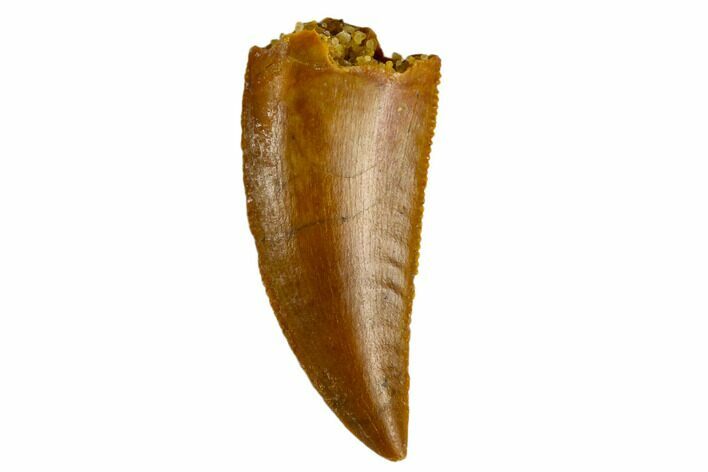 Serrated, Raptor Tooth - Real Dinosaur Tooth #115676